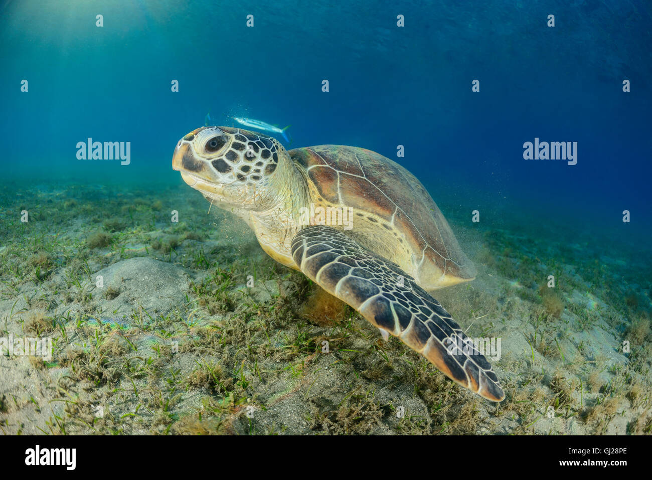 Seaturtle Chelonia mydas, vert, les tortues de mer, Wadi Gima, Marsa Alam, Red Sea, Egypt, Africa Banque D'Images