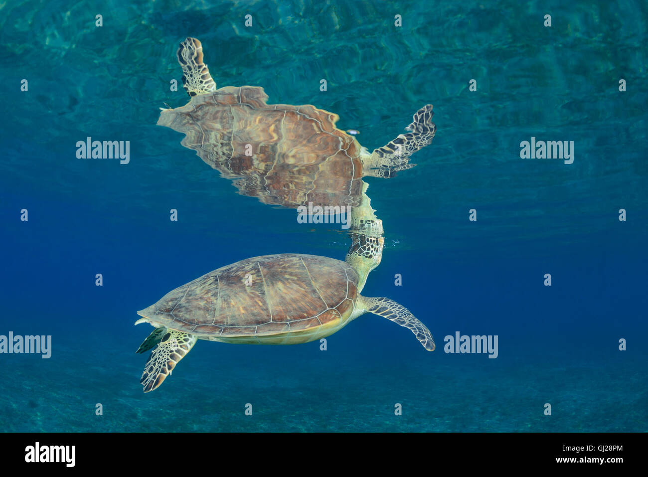 Seaturtle Chelonia mydas, vert, les tortues de mer, Wadi Gima, Marsa Alam, Red Sea, Egypt, Africa Banque D'Images