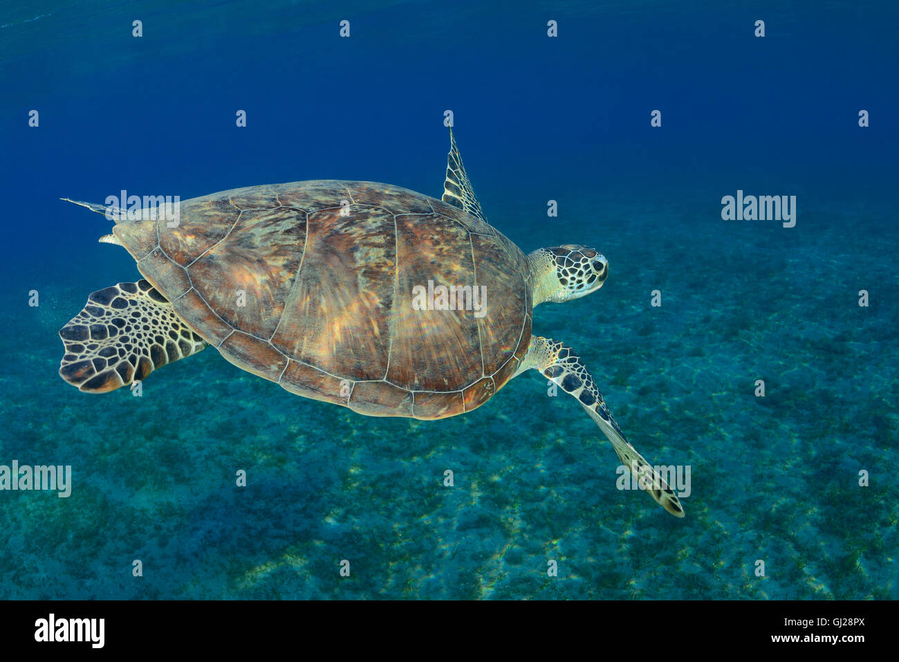 Seaturtle Chelonia mydas, vert, les tortues de mer, Wadi Gima, Marsa Alam, Red Sea, Egypt, Africa Banque D'Images