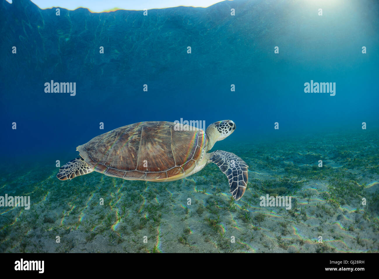 Seaturtle Chelonia mydas, vert, les tortues de mer, Wadi Gima, Marsa Alam, Red Sea, Egypt, Africa Banque D'Images