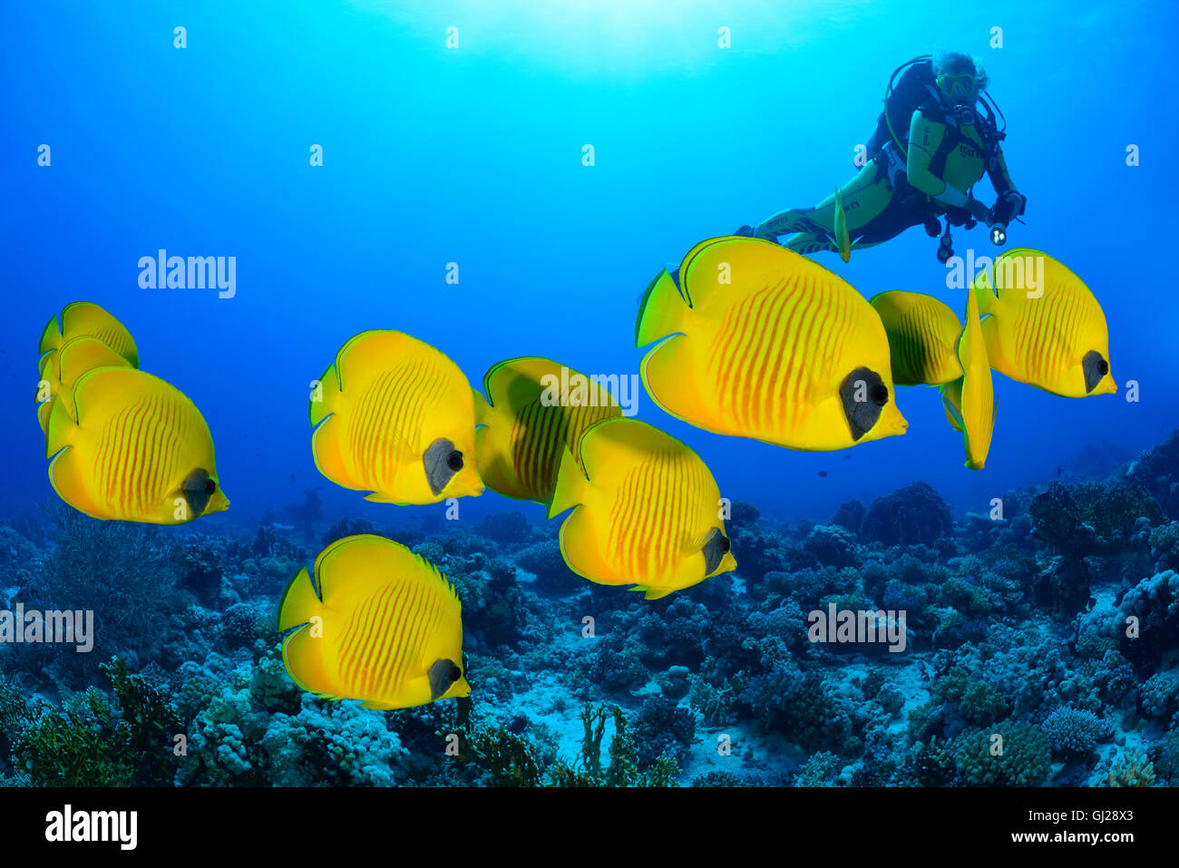 Chaetodon semilarvatus, École de Bluecheek ou papillons jaune et scuba diver, Wadi Gima, Marsa Alam, Red Sea, Egypt Banque D'Images