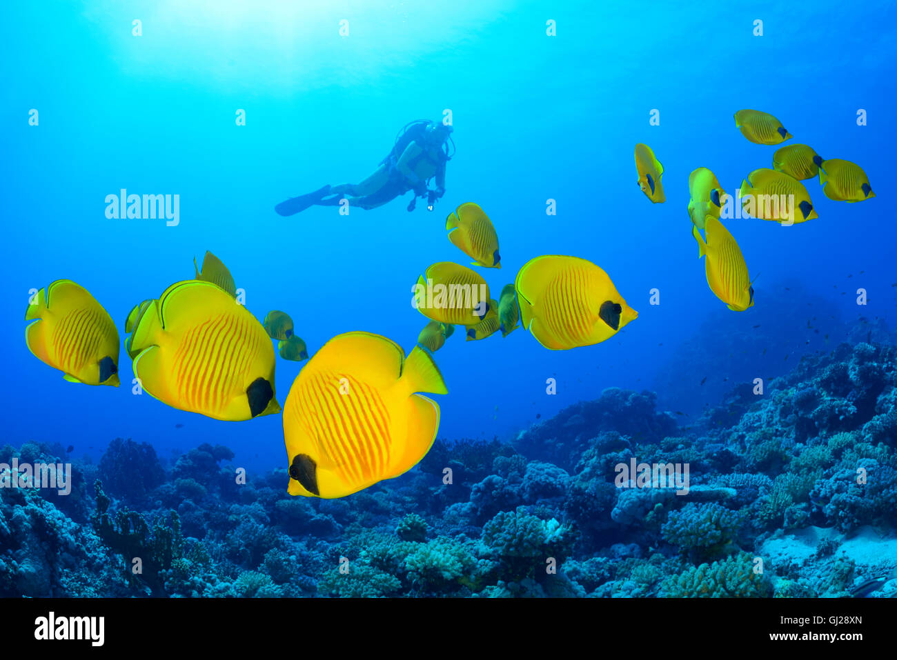 Chaetodon semilarvatus, École de Bluecheek ou papillons jaune et scuba diver, Wadi Gima, Marsa Alam, Red Sea, Egypt Banque D'Images