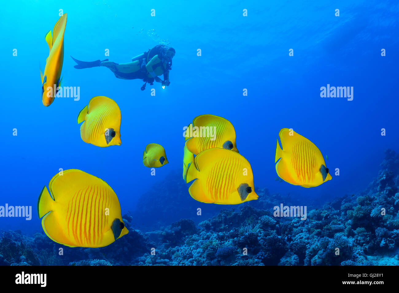 Chaetodon semilarvatus, École de Bluecheek ou papillons jaune et scuba diver, Wadi Gima, Marsa Alam, Red Sea, Egypt Banque D'Images