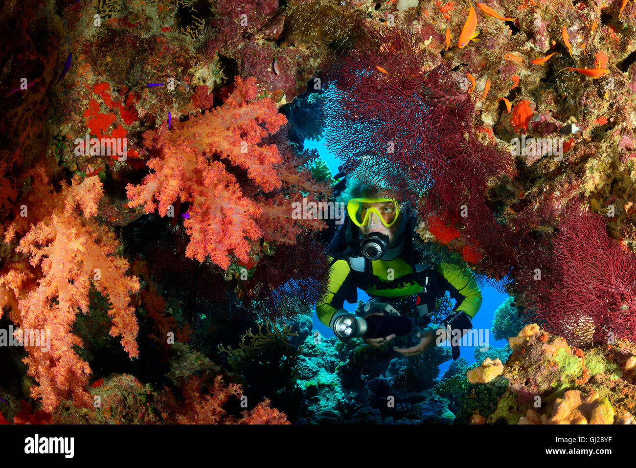 Barrière de corail, elle Hemprichs Tendres rouge corail et scuba diver, Wadi Gima, Marsa Alam, Red Sea, Egypt Banque D'Images