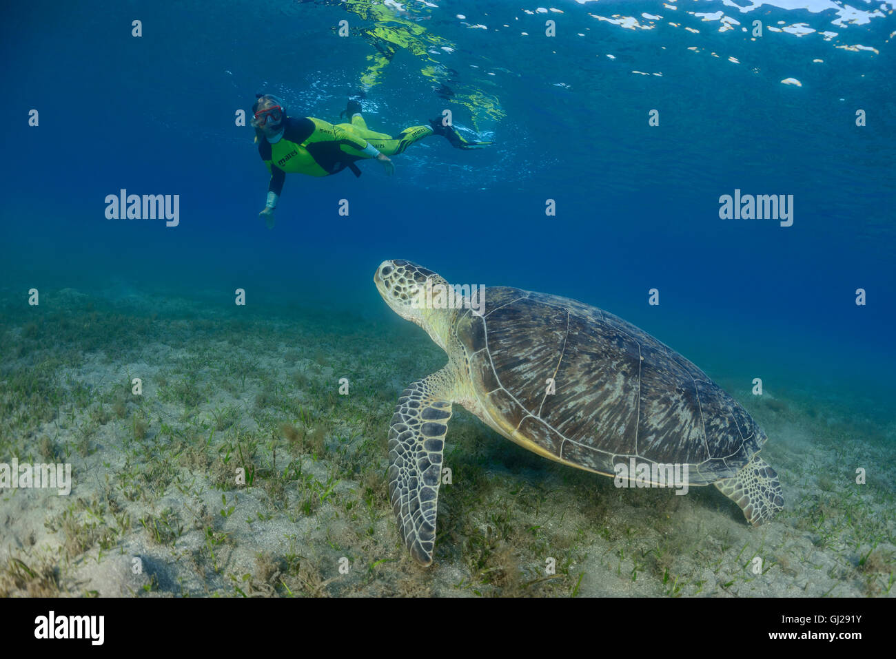 Green Seaturtle Chelonia mydas, et plongée sous-marine, les tortues de mer, Wadi Gima, Marsa Alam, Red Sea, Egypt, Africa Banque D'Images