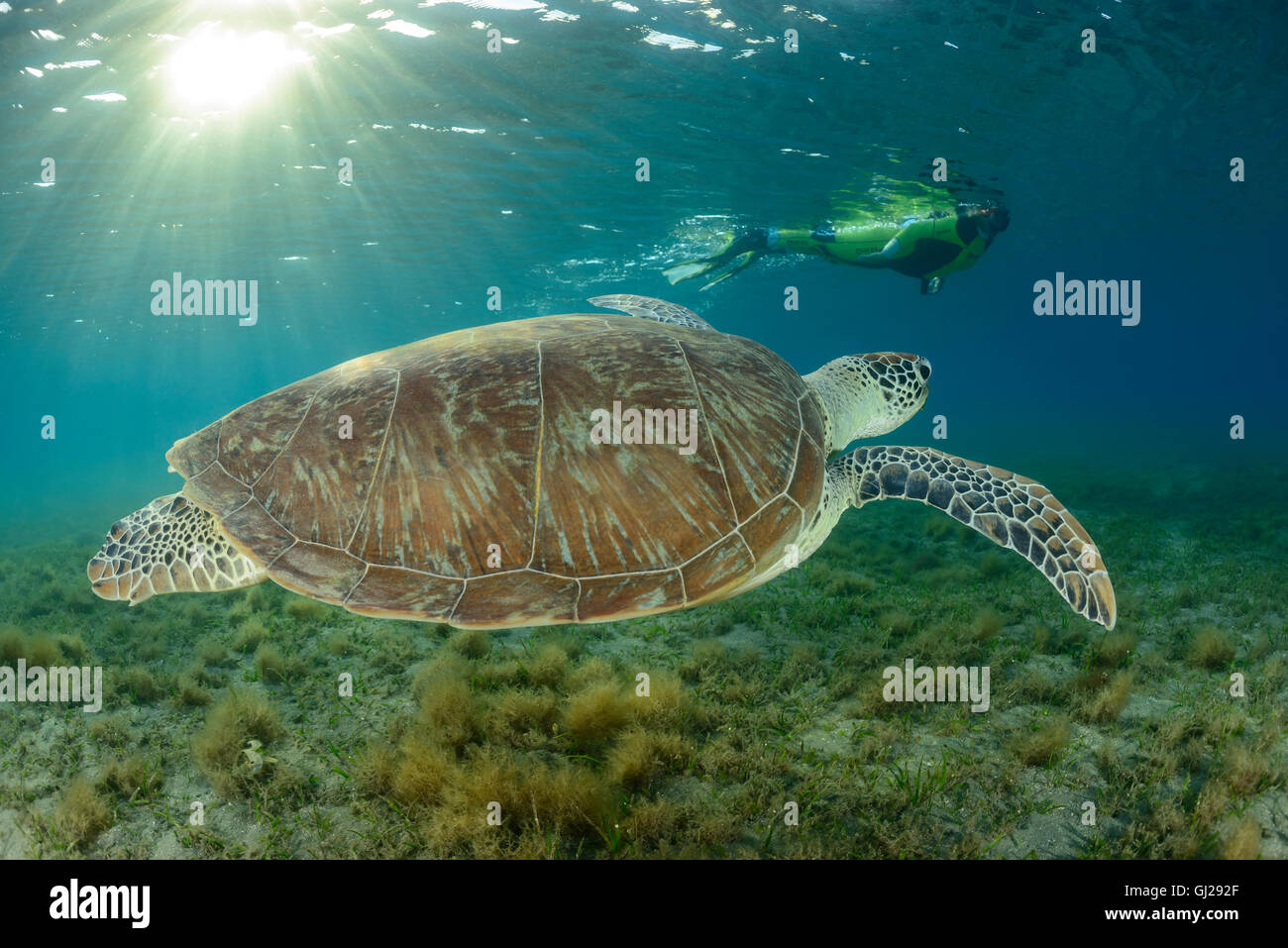 Green Seaturtle Chelonia mydas, et plongée sous-marine, les tortues de mer, Wadi Gima, Marsa Alam, Red Sea, Egypt, Africa Banque D'Images