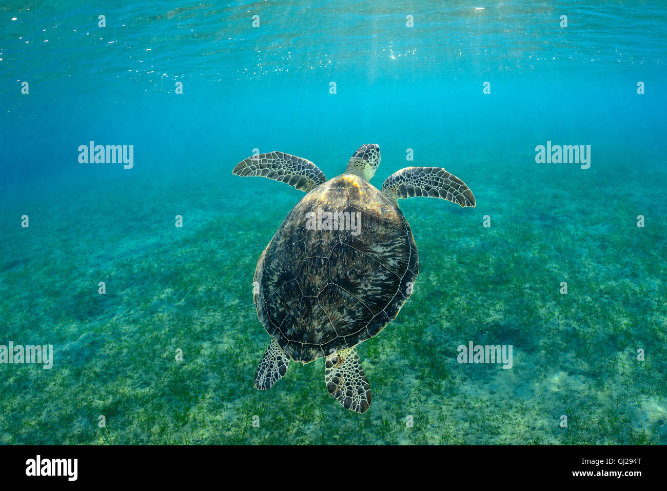 Seaturtle Chelonia mydas, vert, les tortues de mer, Wadi Gima, Marsa Alam, Red Sea, Egypt, Africa Banque D'Images