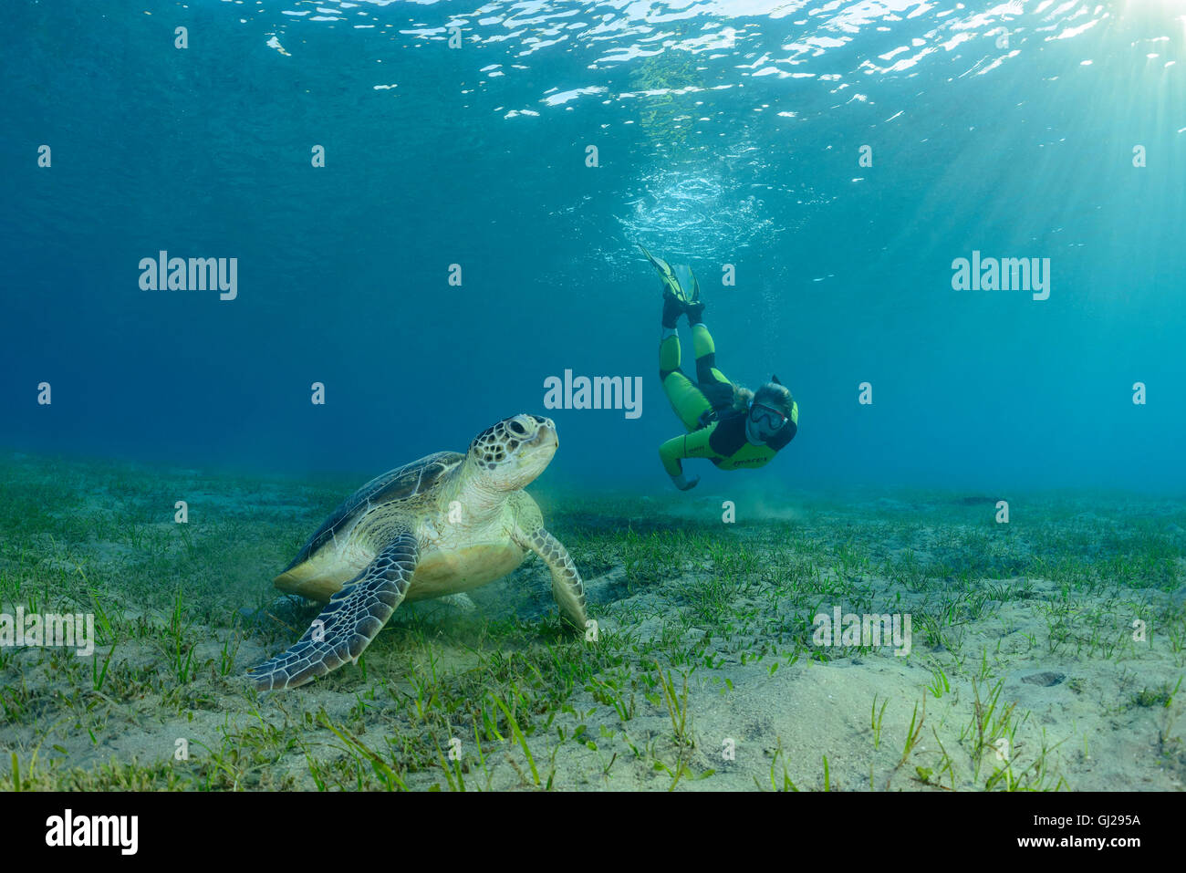 Green Seaturtle Chelonia mydas, et plongée sous-marine, les tortues de mer, Wadi Gima, Marsa Alam, Red Sea, Egypt, Africa Banque D'Images