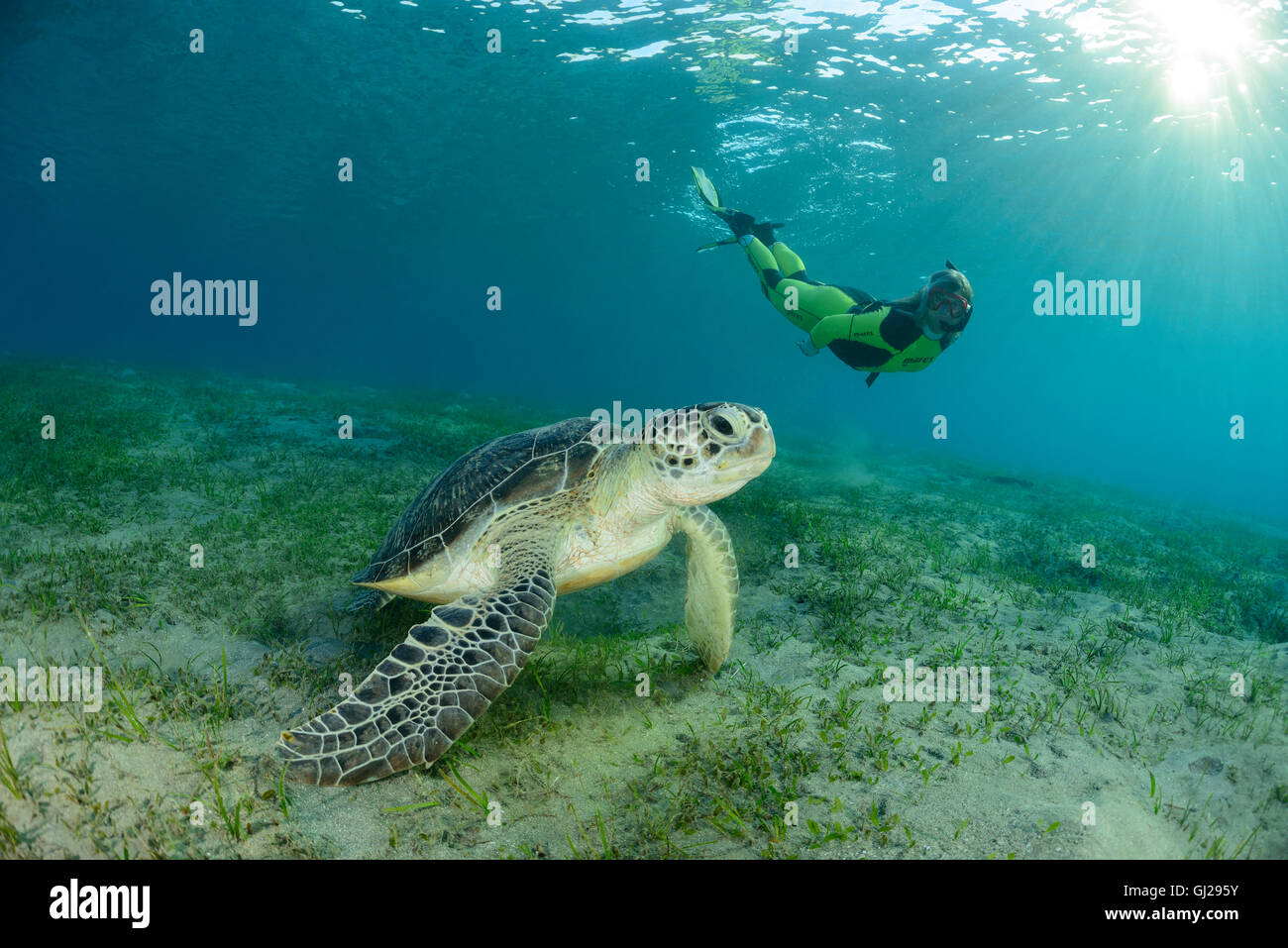 Green Seaturtle Chelonia mydas, et plongée sous-marine, les tortues de mer, Wadi Gima, Marsa Alam, Red Sea, Egypt, Africa Banque D'Images