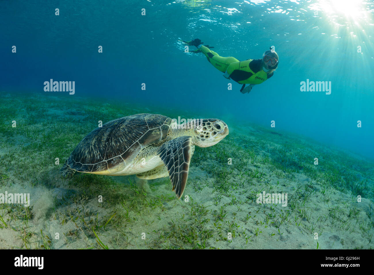 Green Seaturtle Chelonia mydas, et plongée sous-marine, les tortues de mer, Wadi Gima, Marsa Alam, Red Sea, Egypt, Africa Banque D'Images