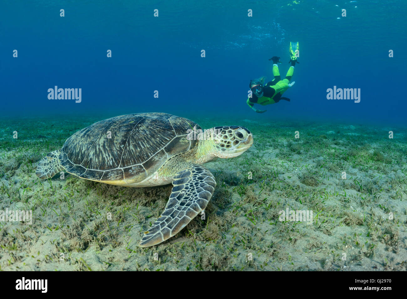 Green Seaturtle Chelonia mydas, et plongée sous-marine, les tortues de mer, Wadi Gima, Marsa Alam, Red Sea, Egypt, Africa Banque D'Images