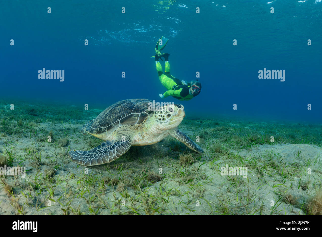 Green Seaturtle Chelonia mydas, et plongée sous-marine, les tortues de mer, Wadi Gima, Marsa Alam, Red Sea, Egypt, Africa Banque D'Images