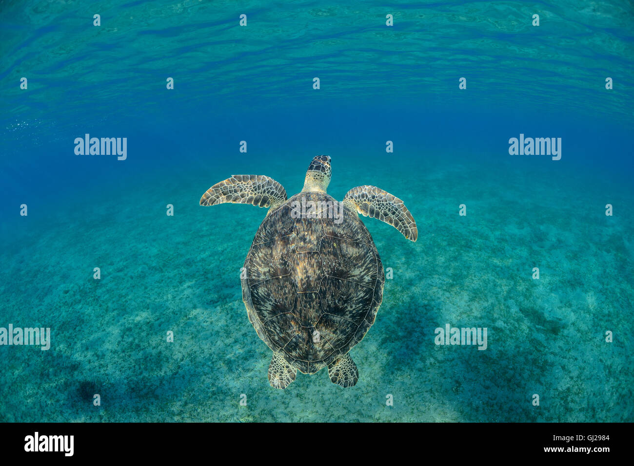 Seaturtle Chelonia mydas, vert, les tortues de mer, Wadi Gima, Marsa Alam, Red Sea, Egypt, Africa Banque D'Images