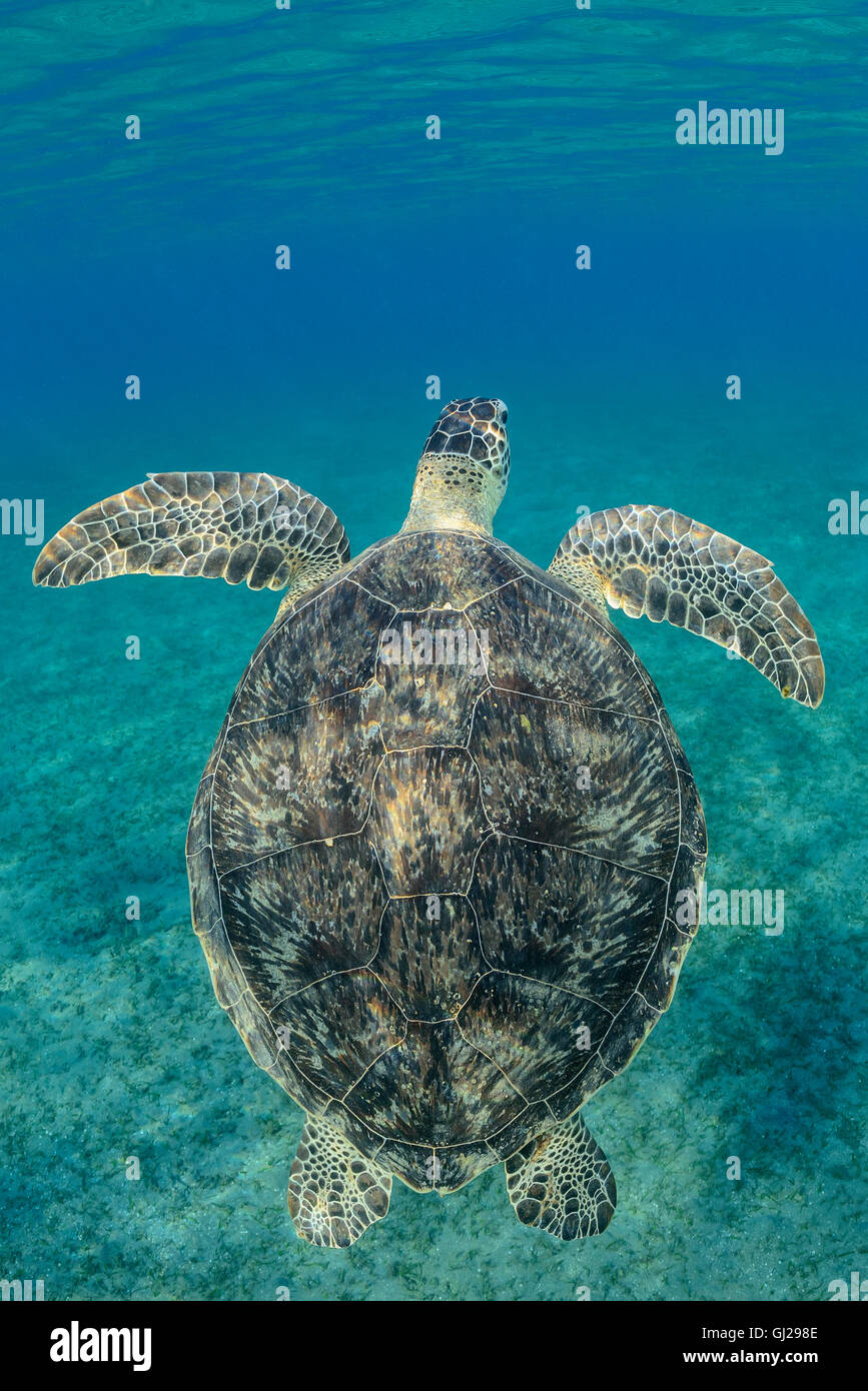 Seaturtle Chelonia mydas, vert, les tortues de mer, Wadi Gima, Marsa Alam, Red Sea, Egypt, Africa Banque D'Images