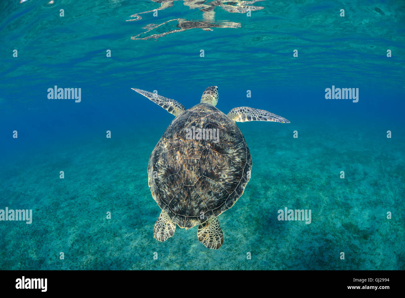 Seaturtle Chelonia mydas, vert, les tortues de mer, Wadi Gima, Marsa Alam, Red Sea, Egypt, Africa Banque D'Images