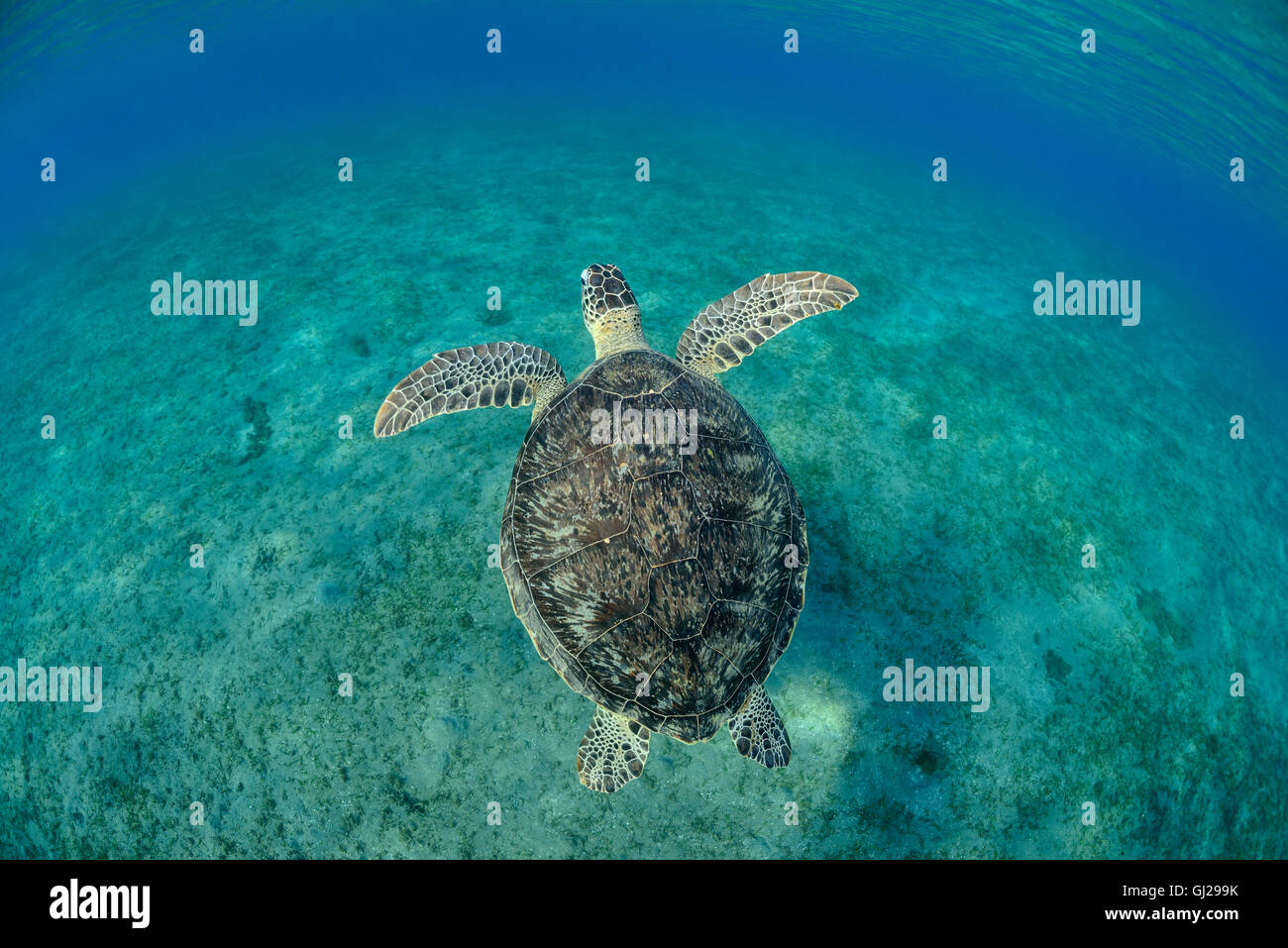 Seaturtle Chelonia mydas, vert, les tortues de mer, Wadi Gima, Marsa Alam, Red Sea, Egypt, Africa Banque D'Images
