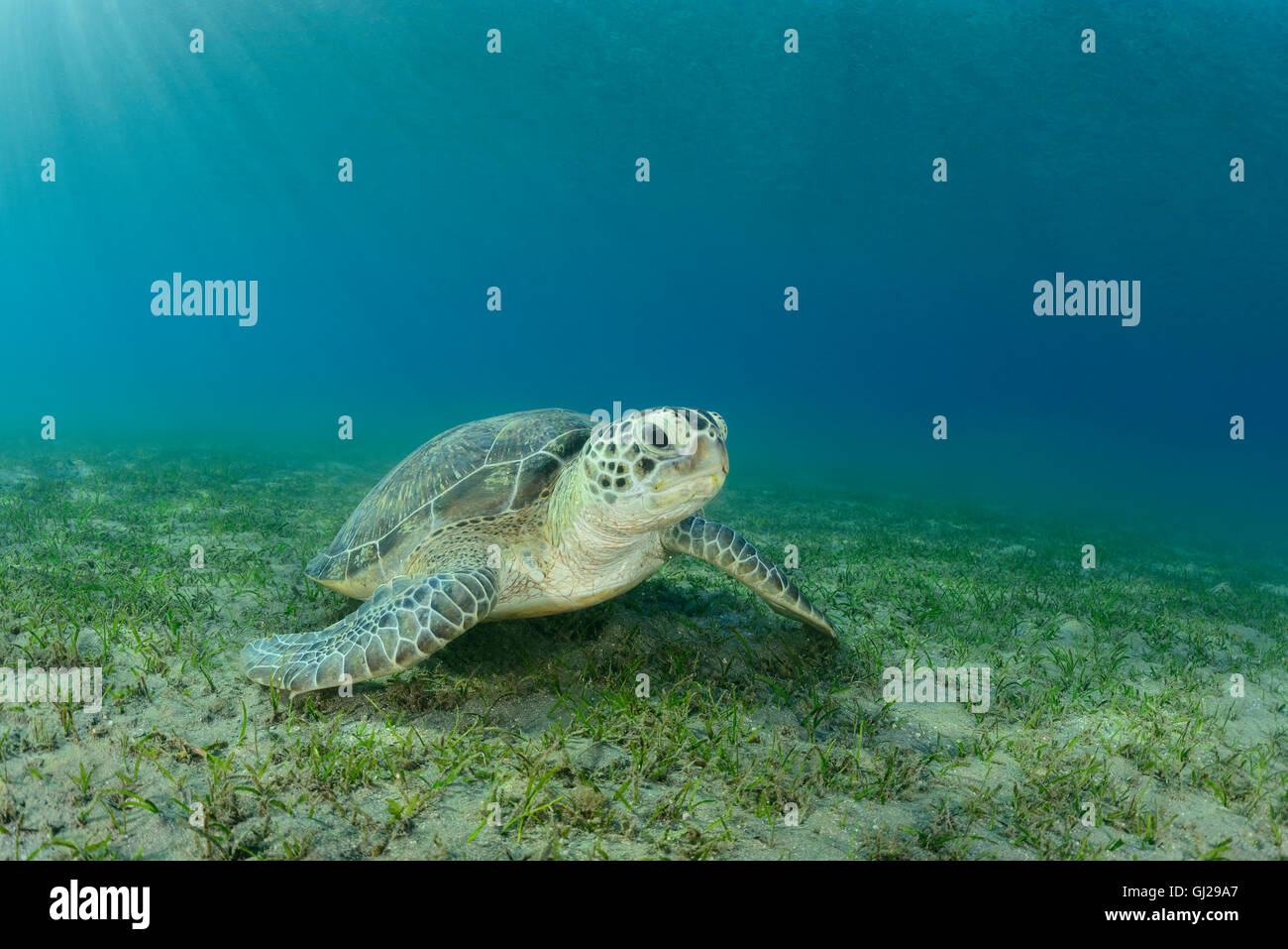 Seaturtle Chelonia mydas, vert, les tortues de mer, Wadi Gima, Marsa Alam, Red Sea, Egypt, Africa Banque D'Images