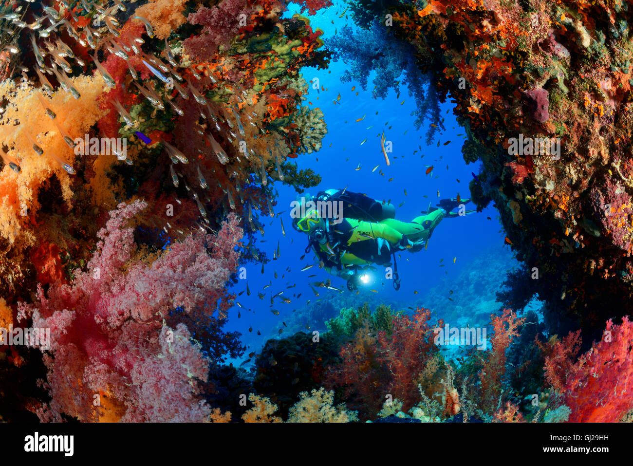 Barrière de corail, elle Hemprichs Tendres rouge corail et scuba diver, Wadi Gima, Marsa Alam, Red Sea, Egypt Banque D'Images