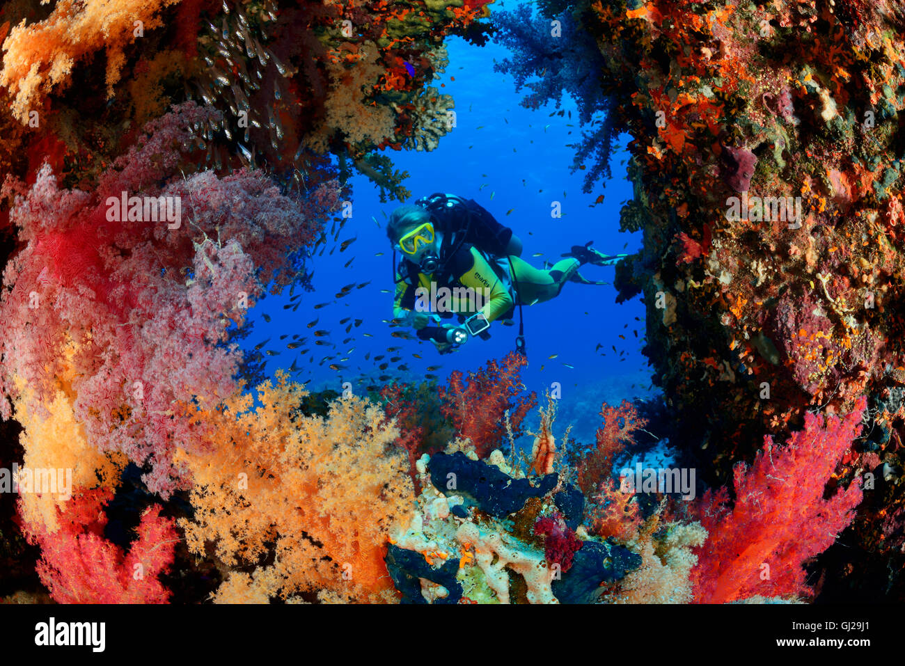 Barrière de corail, elle Hemprichs Tendres rouge corail et scuba diver, Wadi Gima, Marsa Alam, Red Sea, Egypt Banque D'Images