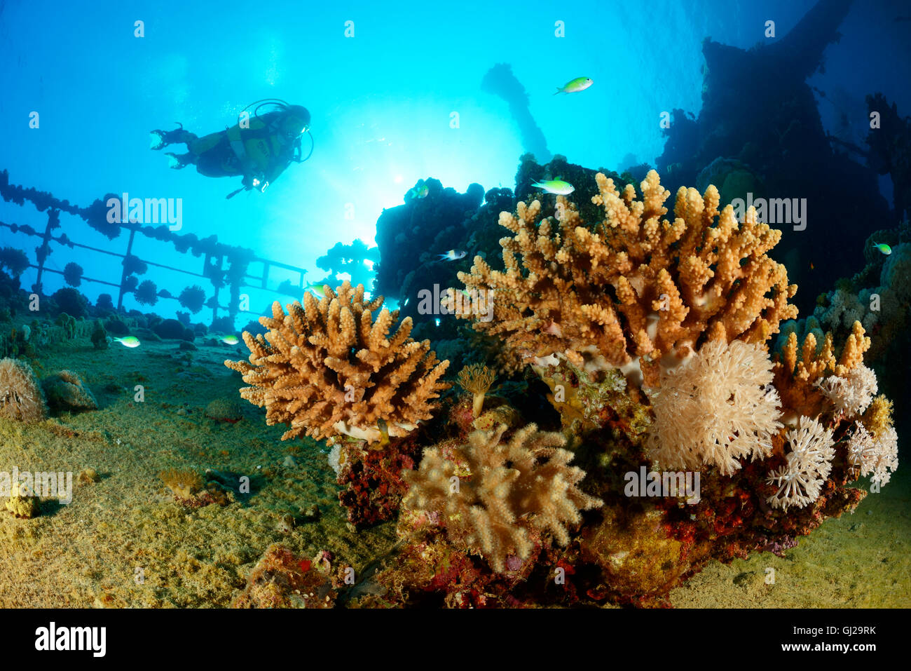 Naufrage Hamada, Vraquier, et plongée sous-marine sur épave, Marsa Alam, Wadi Gima, Marsa Alam, Red Sea, Egypt, Africa Banque D'Images