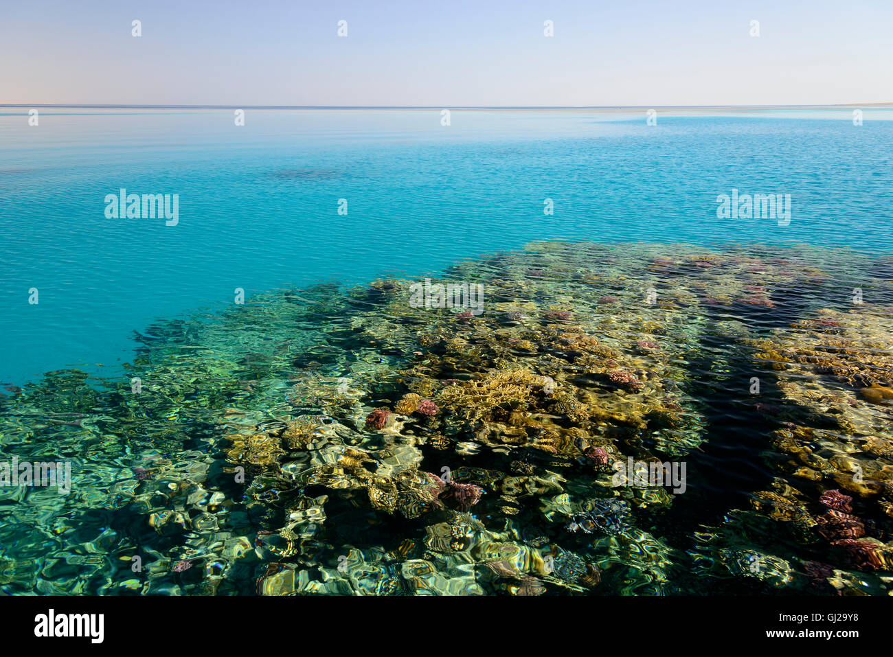 Récifs coralliens colorés qui brillait à travers la surface, Wadi Gima, Marsa Alam, Red Sea, Egypt, Africa Banque D'Images