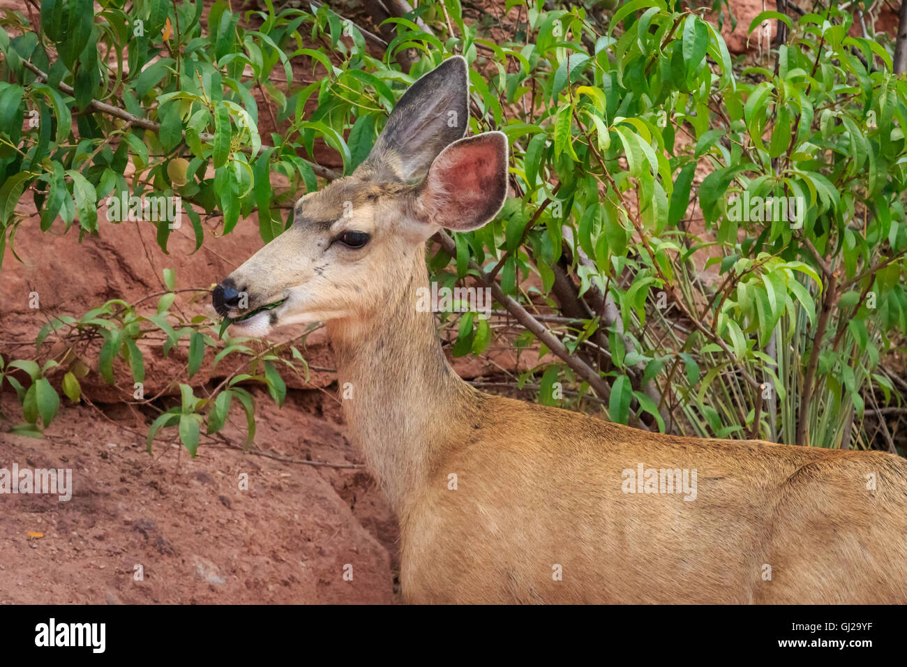 Une mule deer doe est l'alimentation de proximité d'une route dans le Jardin des Dieux Banque D'Images