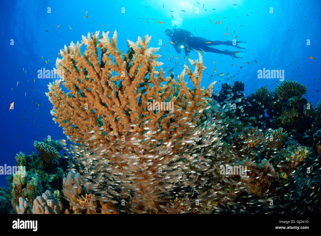 Parapriacanthus guentheri Acropora sp., scuba diver avec table coral et l'école de Glassfish, Safaga, Red Sea, Egypt, Africa Banque D'Images