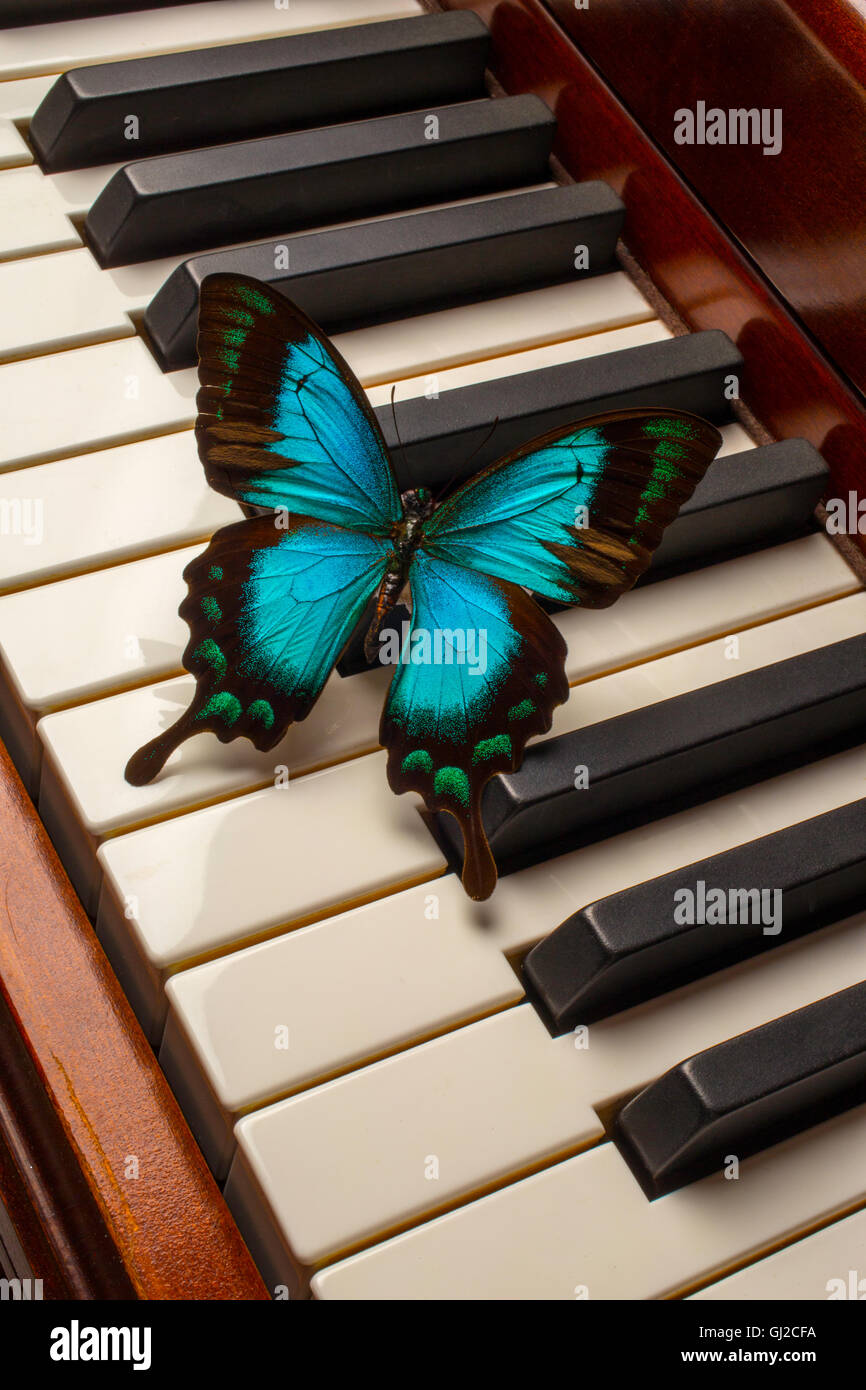 Papillon sur les touches de piano Banque D'Images