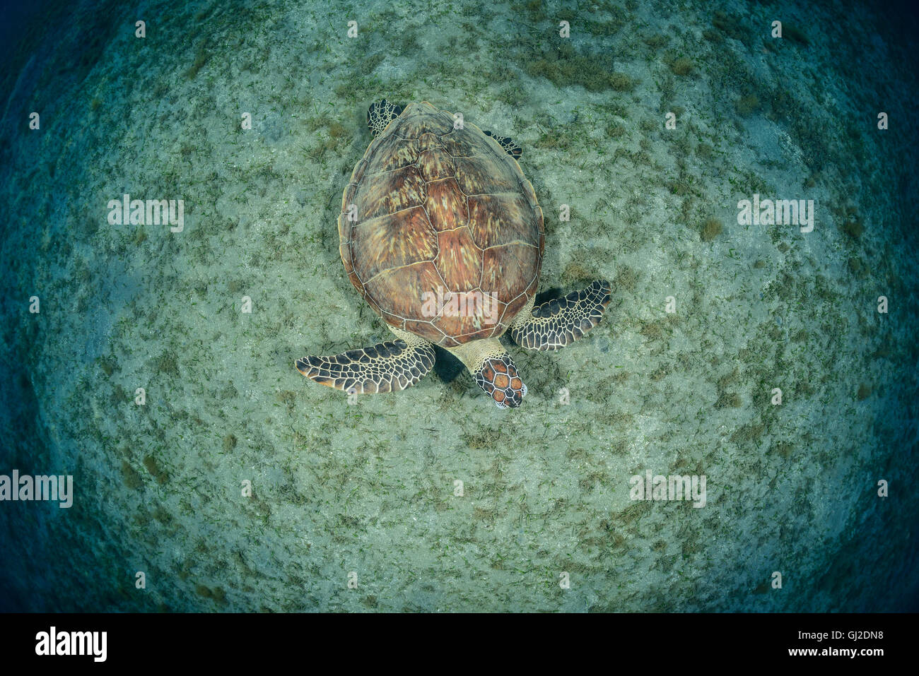 Seaturtle Chelonia mydas, vert, les tortues de mer, Wadi Gima, Marsa Alam, Red Sea, Egypt, Africa Banque D'Images