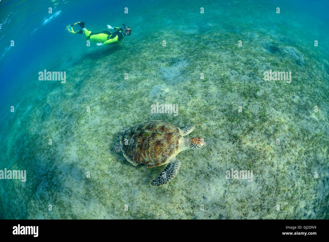Green Seaturtle Chelonia mydas, et plongée sous-marine, les tortues de mer, Wadi Gima, Marsa Alam, Red Sea, Egypt, Africa Banque D'Images