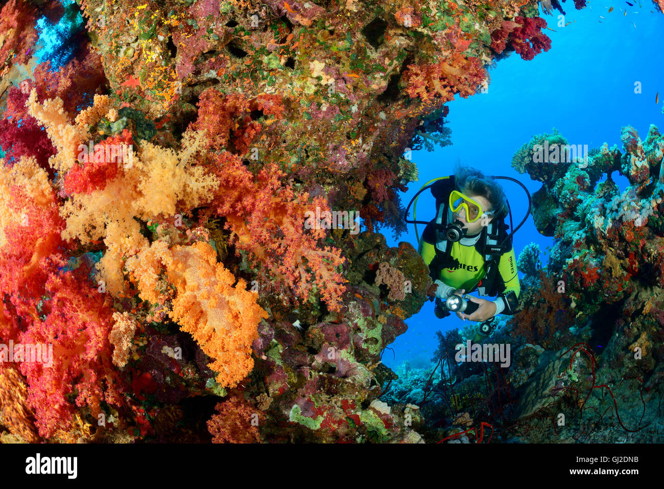 Barrière de corail, elle Hemprichs Tendres rouge corail et scuba diver, Wadi Gima, Marsa Alam, Red Sea, Egypt Banque D'Images