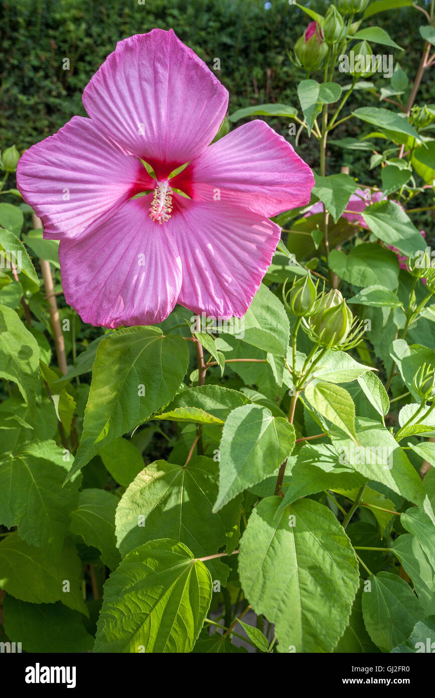 Hibiscus moscheutos, ketmie des marais, plante à grandes fleurs Banque D'Images