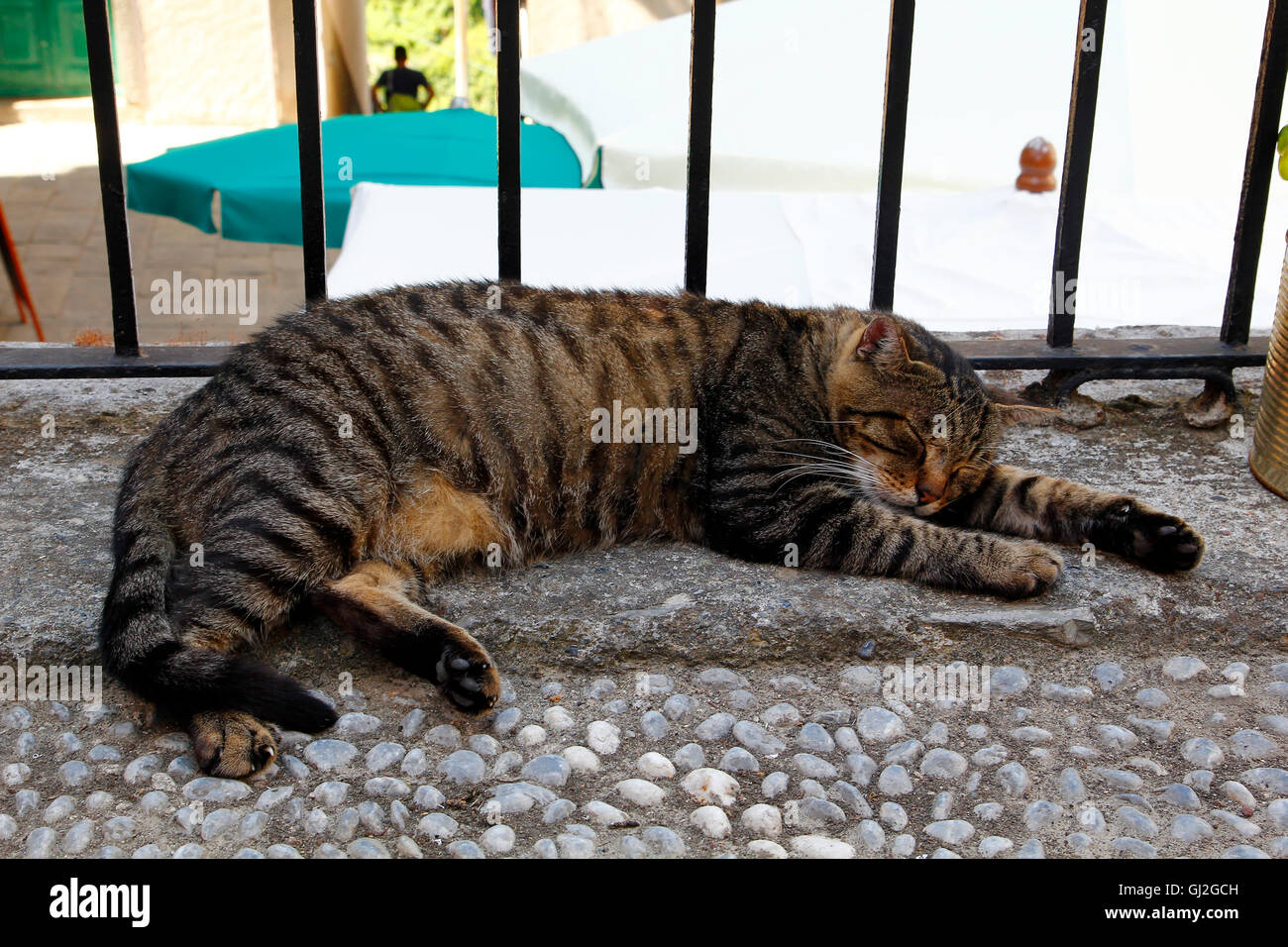 Le Vieux Chat Tigré Se Reposant Sur Une Roue De Voiture à La Barrière Chats  De Maison De Vieillesse Photo stock - Image du chat, automne: 81260144