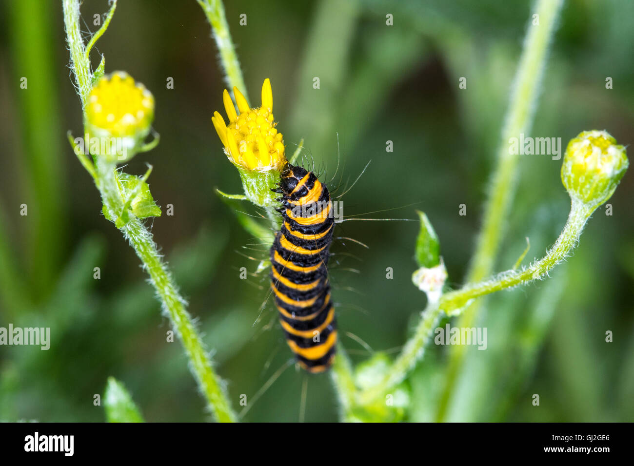 Macro d'une image aux couleurs vives dépouillé le cinabre Moth Caterpillar (Tyria jacobaeae) manger une fleur séneçon jaune Banque D'Images