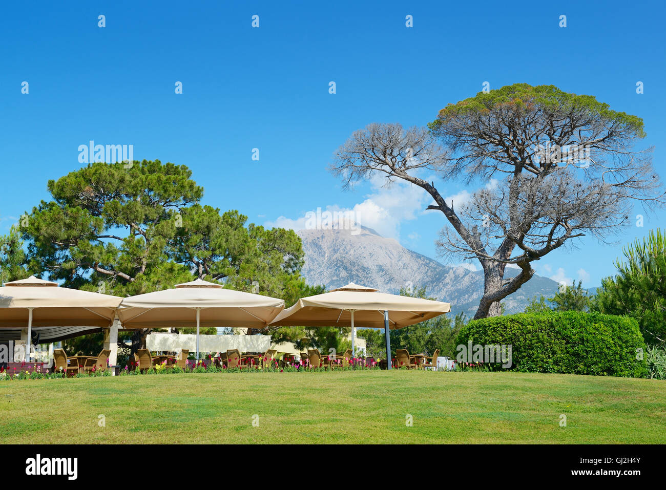 Bel arbre sur fond de big mountain Banque D'Images