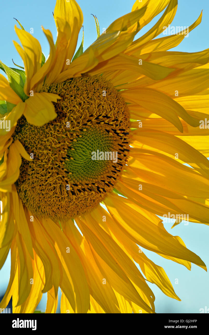 Big Yellow sunflower en soleil Banque D'Images