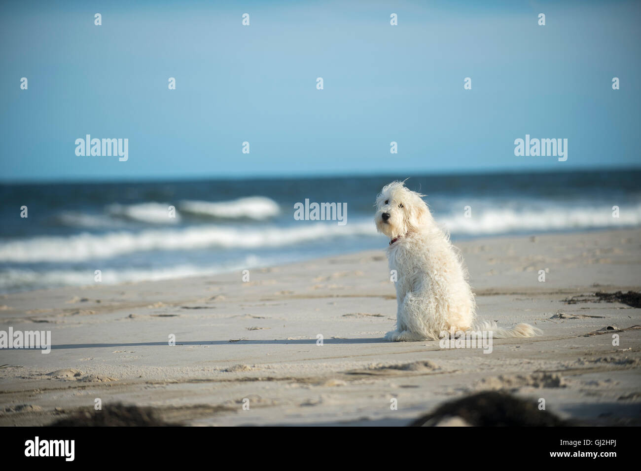 Goldendoodle dog sitting on beach Banque D'Images