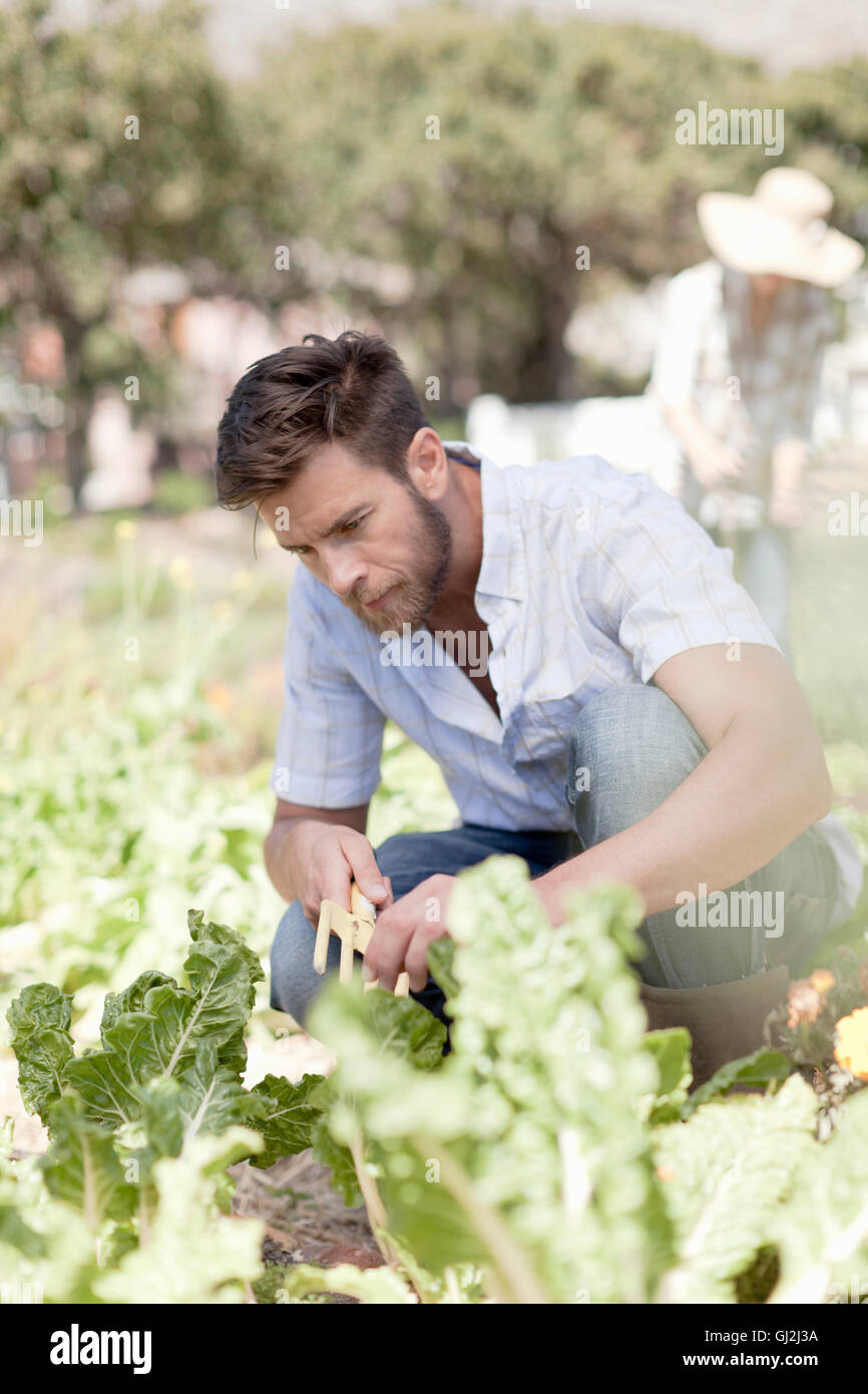 Portrait of mature dans le jardin, ayant tendance à cultiver des légumes Banque D'Images