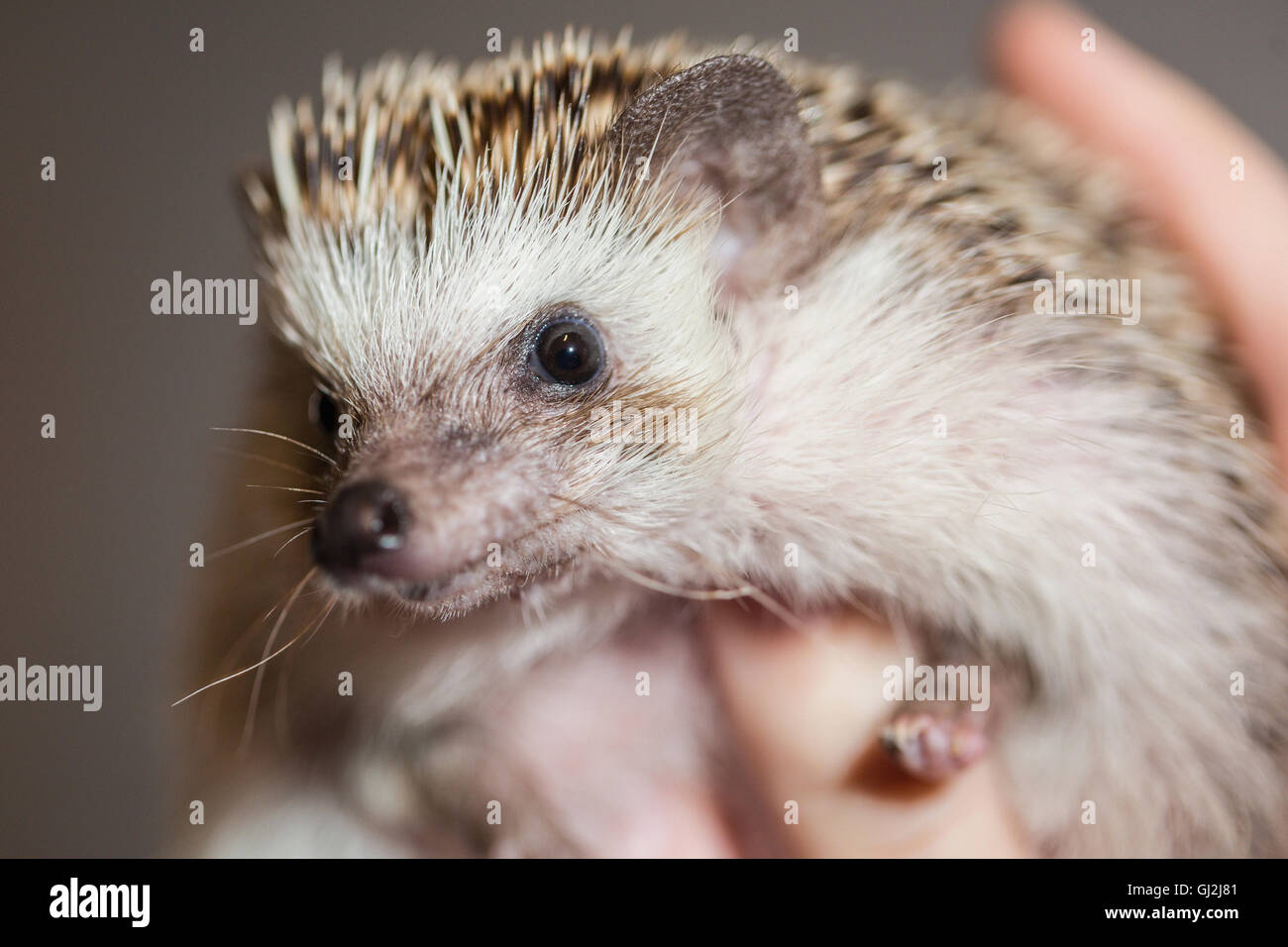 Close up of person holding hedgehog Banque D'Images