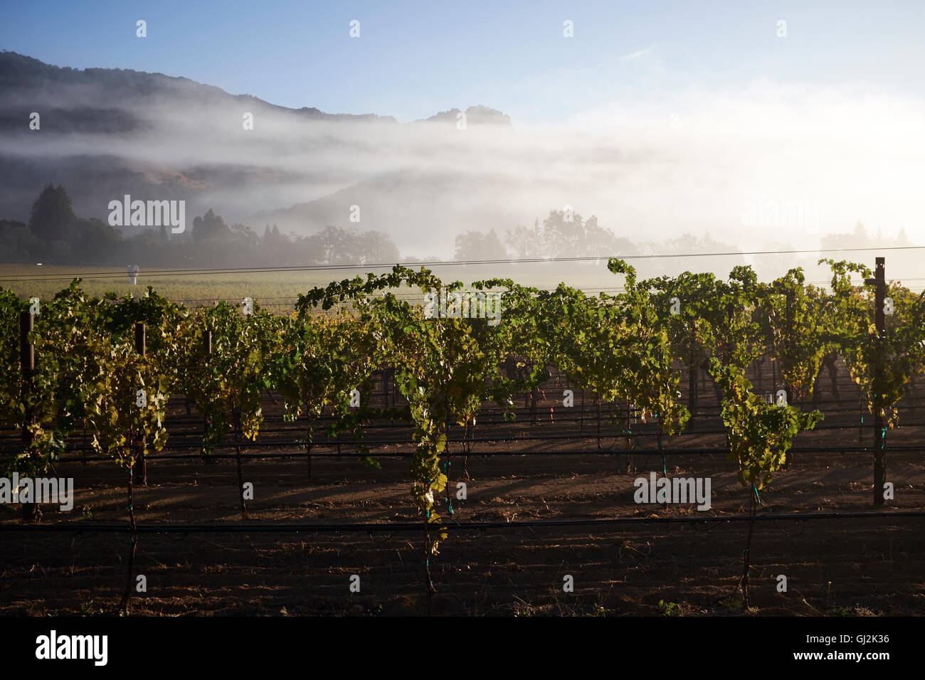 Lignes de vignes dans la région de vineyard, California, USA Banque D'Images