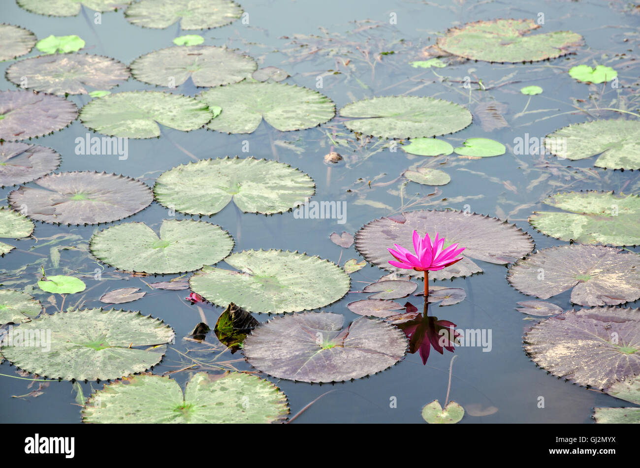 Belle fleur rouge de l'eau Lily ou Nymphaea Lotus et ses feuilles sur la surface de l'eau Banque D'Images