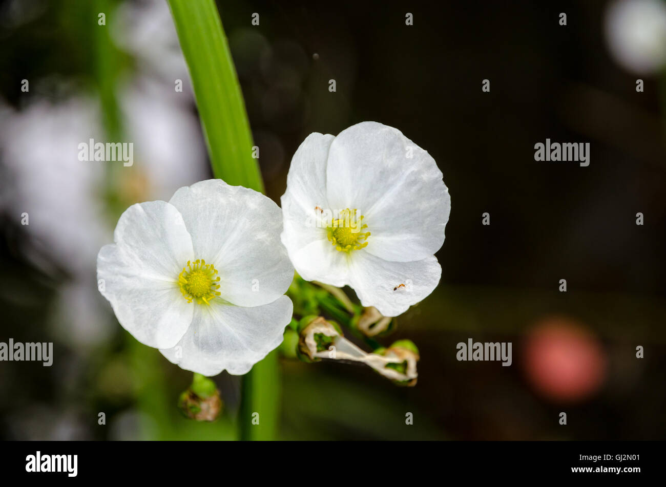 Ant sur petite fleur blanche d'Burhead ou Echinodorus cordifolius rampante  est une plante aquatique Photo Stock - Alamy