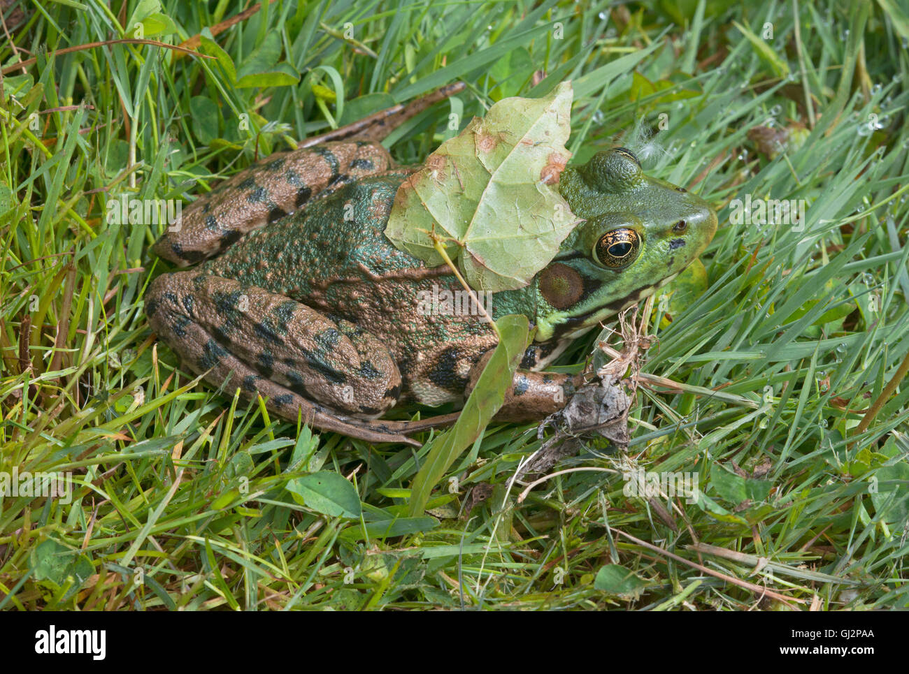 La grenouille verte (Rana clamitans) dans l'herbe, partiellement cachés avec la feuille sur le dos, USA Banque D'Images