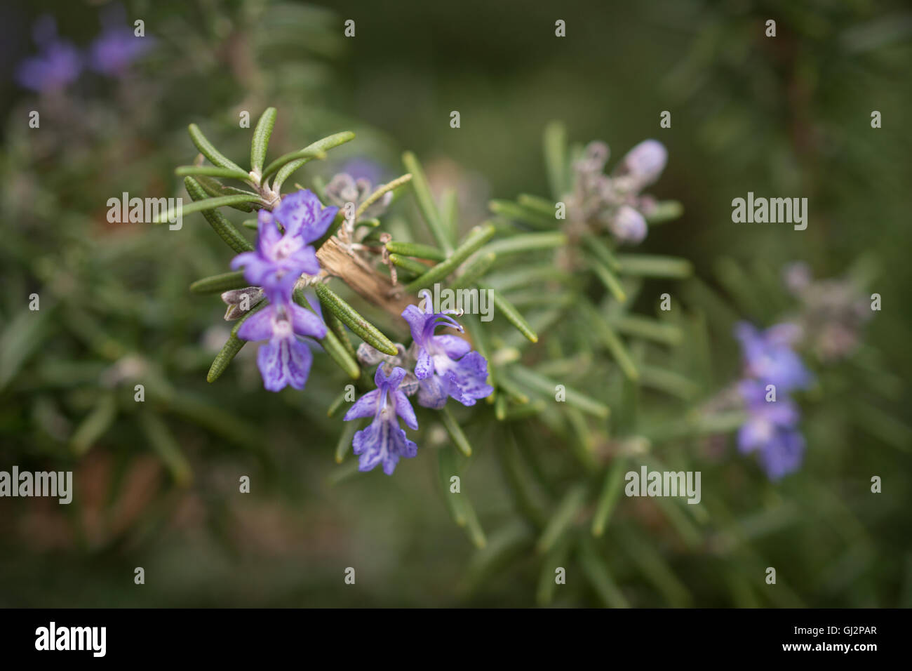 Herbacée de romarin en fleurs dans le jardin Banque D'Images