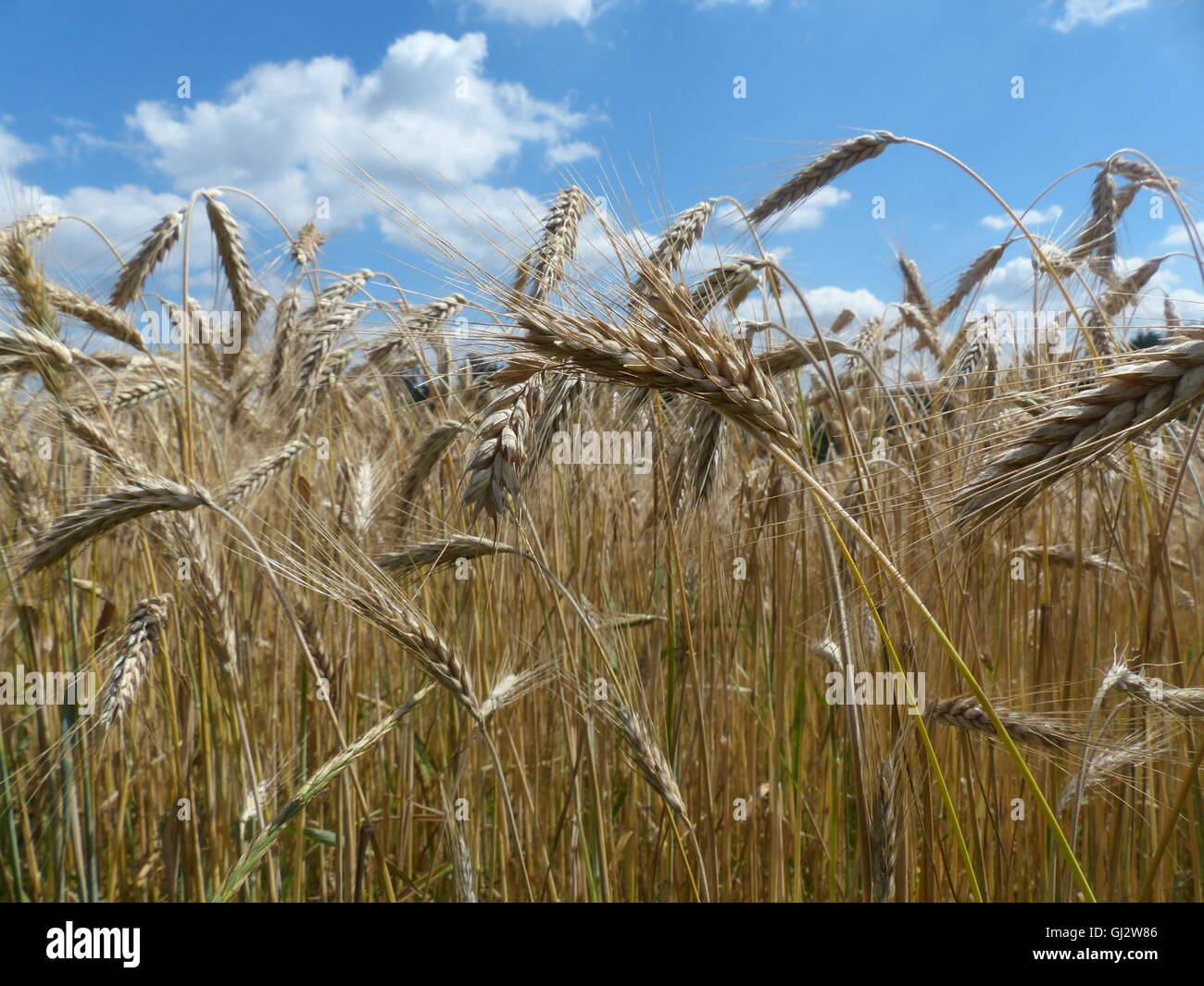 L'agriculture, champ de blé prêt pour la récolte Banque D'Images