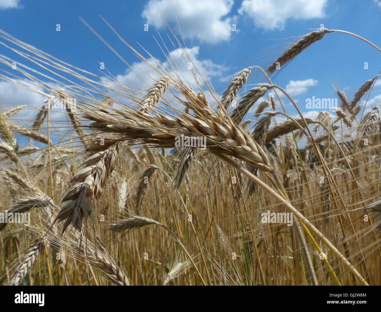 L'agriculture, champ de blé prêt pour la récolte Banque D'Images