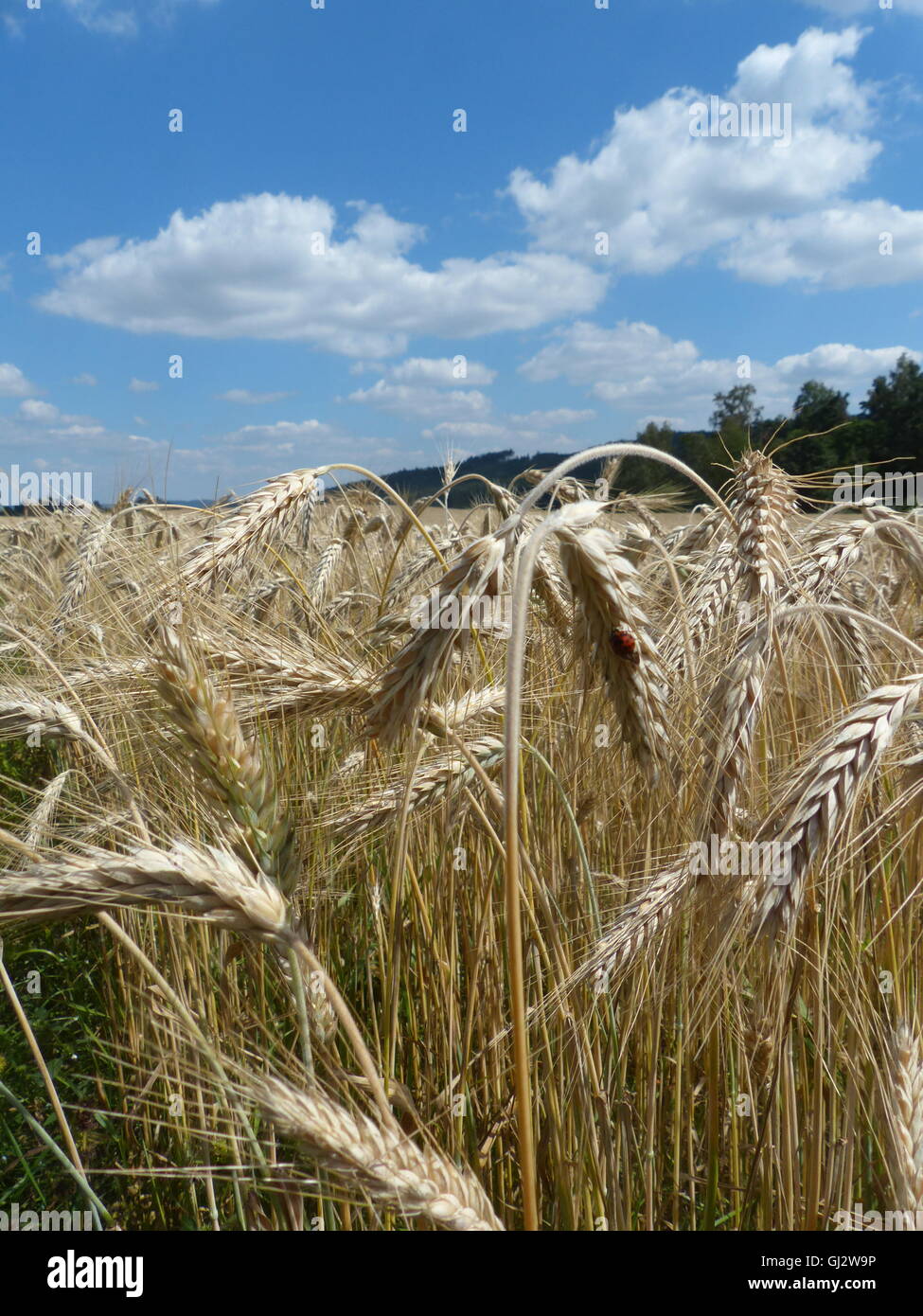 L'agriculture, champ de blé prêt pour la récolte Banque D'Images