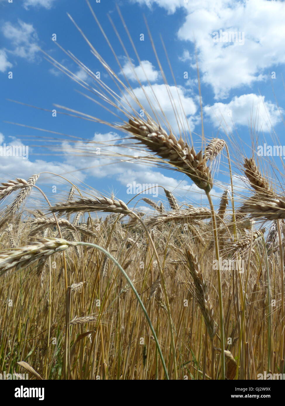 L'agriculture, champ de blé prêt pour la récolte Banque D'Images