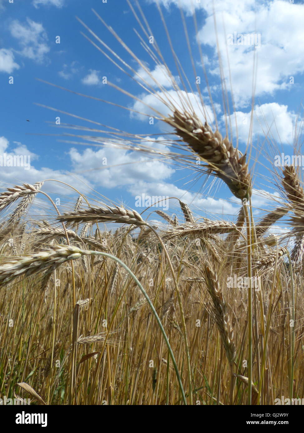 L'agriculture, champ de blé prêt pour la récolte Banque D'Images