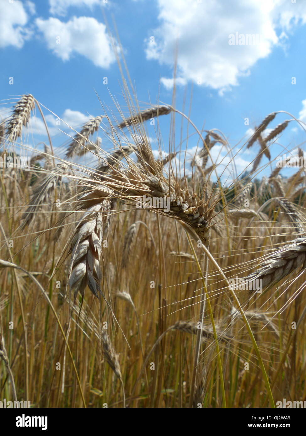 L'agriculture, champ de blé prêt pour la récolte Banque D'Images